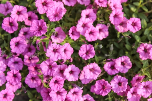 Supertunia Mini Vista Hot Pink P7 - zestaw 10 sztuk