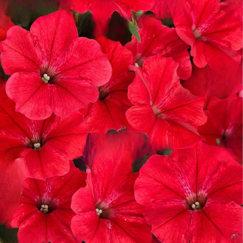 Supertunia Vista Strawberry P7 - zestaw 6 sztuk