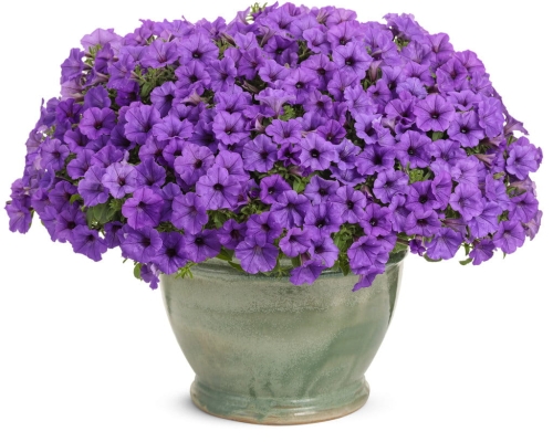 Supertunia  Mini Vista Blue Violet P7 - zestaw 10 sztuk