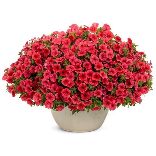 Supertunia Mini Vista Coral P7 - zestaw 10 sztuk