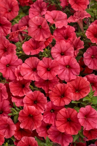 Supertunia Mini Vista Coral P7 - zestaw 10 sztuk