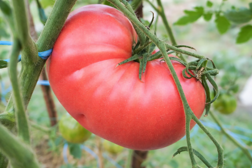 Pomidor Malinowy Olbrzym