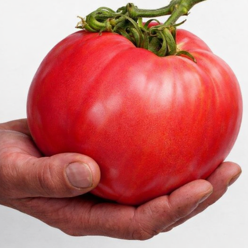 Pomidor Malinowy Olbrzym