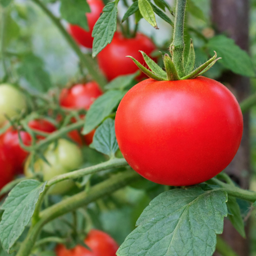 Pomidor Malinowy Ożarowski