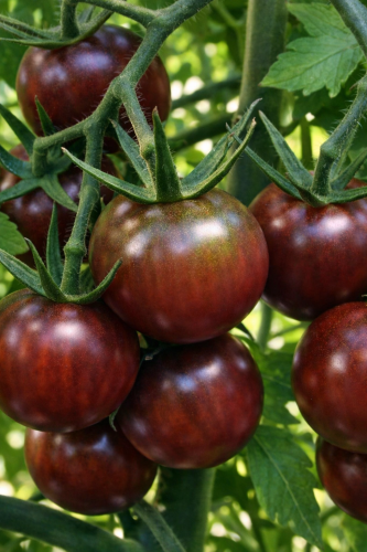 Pomidor Black Cherry