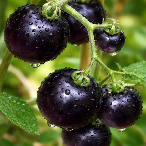 Pomidor Blackball czarny