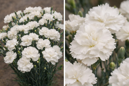 Goździk Pure White