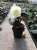 BEGONIA BULWIASTA WHITE p9