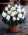BEGONIA BULWIASTA WHITE p9
