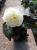 BEGONIA BULWIASTA WHITE p9