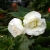 BEGONIA BULWIASTA WHITE p9