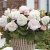 BEGONIA BULWIASTA WHITE p9