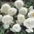 BEGONIA BULWIASTA WHITE p9