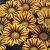 Gazania Big Kiss YELLOW FLAME p9