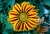 Gazania Big Kiss YELLOW FLAME p9