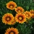 Gazania Big Kiss YELLOW FLAME p9