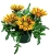 Gazania Big Kiss YELLOW FLAME p9