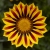 Gazania Big Kiss YELLOW FLAME p9