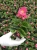 BEGONIA STALE KWITNĄCA RÓŻOWA