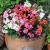 BEGONIA STALE KWITNĄCA RÓŻOWA