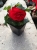 BEGONIA BULWIASTA Dark Red p9