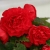 BEGONIA BULWIASTA Dark Red p9