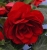 BEGONIA BULWIASTA Dark Red p9