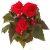 BEGONIA BULWIASTA Dark Red p9