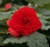 BEGONIA BULWIASTA Dark Red p9