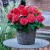BEGONIA BULWIASTA Dark Red p9