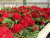 BEGONIA BULWIASTA Dark Red p9