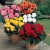 BEGONIA BULWIASTA Dark Red p9