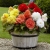 BEGONIA BULWIASTA Dark Red p9