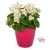 Begonia TOPHAT-DRAGON WHITE