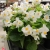 Begonia TOPHAT-DRAGON WHITE