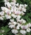 Pelargonia bluszczolistna - zwisająca GLACIER WHITE p7