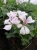 Pelargonia bluszczolistna - zwisająca GLACIER WHITE p7