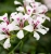 Pelargonia bluszczolistna - zwisająca GLACIER WHITE p7