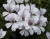 Pelargonia bluszczolistna - zwisająca GLACIER WHITE p7