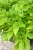 Wilec ziemniaczany IPOMOEA zielony strzępiasty p9