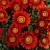 Gazania Big Kiss Red p9