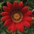Gazania Big Kiss Red p9