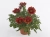 Gazania Big Kiss Red p9