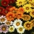 Gazania Big Kiss Red p9