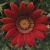 Gazania Big Kiss Red p9
