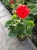 Pelargonia Rabatowa CZERWONA Fernando c12