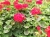 Pelargonia Rabatowa CZERWONA Fernando c12