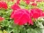 Pelargonia Rabatowa CZERWONA Fernando c12