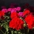 Pelargonia Rabatowa CZERWONA Fernando c12