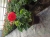 Pelargonia Rabatowa CZERWONA Fernando c12